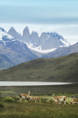 Patagonya manzara. Torres del paine zirveleri