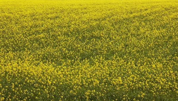 Iceland. Yellow flowers and green field — Stock Photo, Image