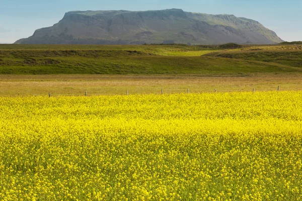 Islanda. Fiori gialli, campo verde e montagna — Foto Stock