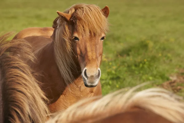 Brown icelandic horses with green background — Stock Photo, Image