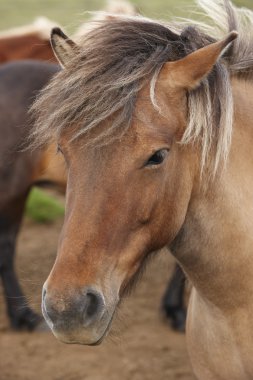 kahverengi İzlanda at çiftliği kafasından