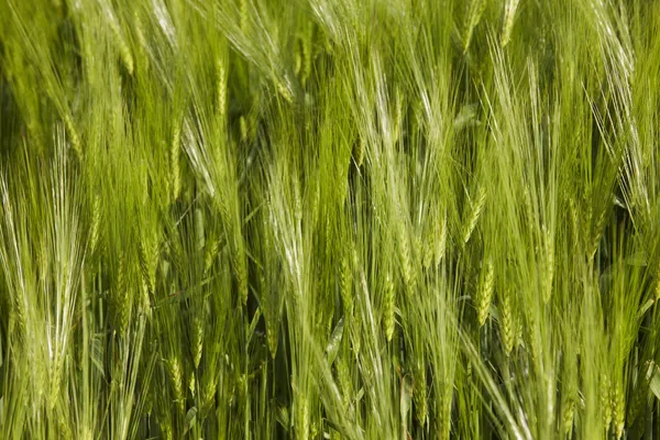 Islandia. Espigas de trigo verde detalle — Foto de Stock
