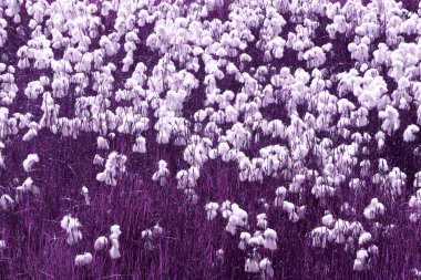 İzlanda. Güneydoğu Bölgesi. Beyaz çiçekler ve çim. Pembe tonu.