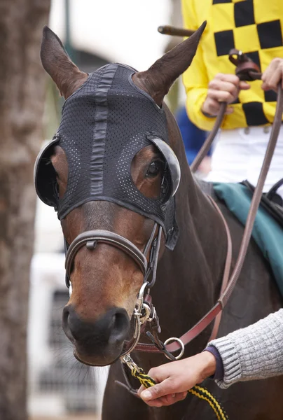 Detalhe cavalo de corrida e jockey pronto para correr — Fotografia de Stock
