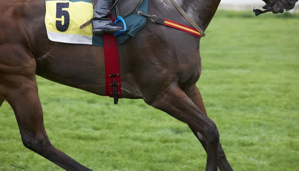 Cavallo da corsa con il numero cinque in pista — Foto Stock