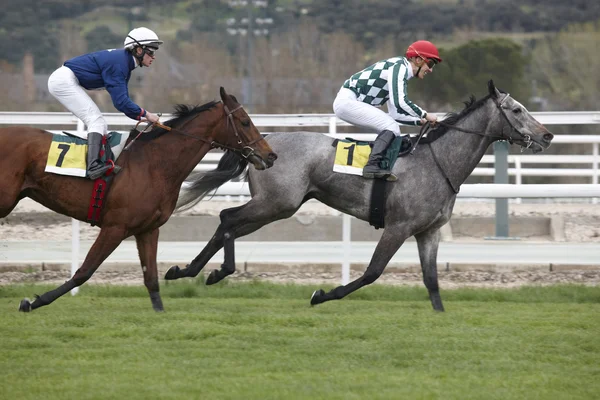 Caballos de carreras y jinetes corriendo en la pista — Foto de Stock