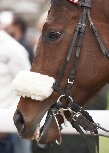 Race horse en jockey klaar om uit te voeren — Stockfoto
