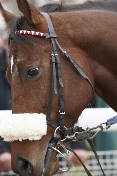 Race horse head ready to run — Stock Photo, Image