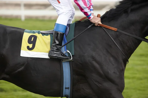 Cavallo da corsa e fantino pronti a correre — Foto Stock