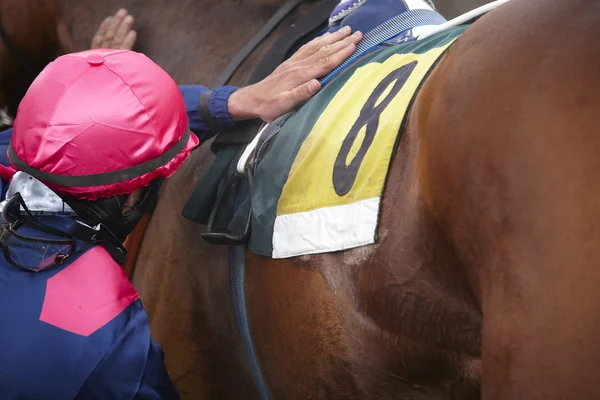 Detalhe cavalo de corrida marrom com jockey — Fotografia de Stock