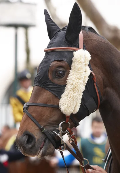 Race horse hoofd klaar om uit te voeren — Stockfoto