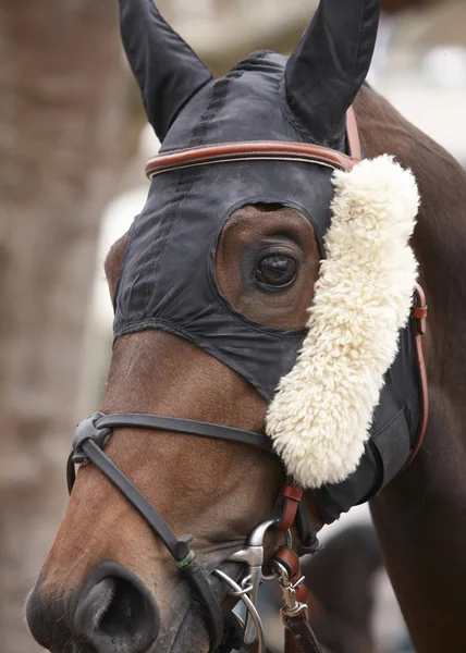 Cabeza de caballo de carrera lista para correr —  Fotos de Stock