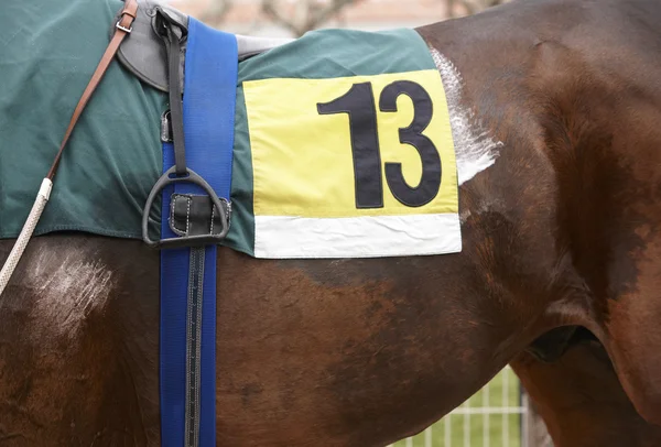 Cavalo de corrida com número treze — Fotografia de Stock