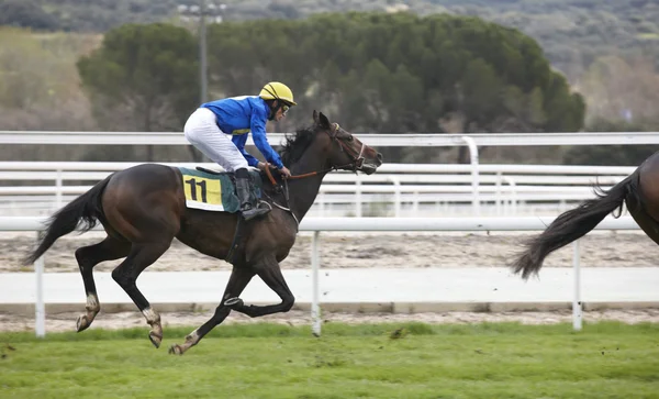 Corsa a cavallo e fantino in pista — Foto Stock