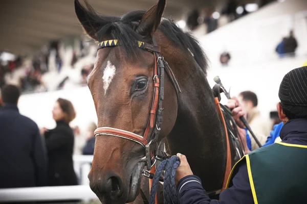 Yarış atı baş ayrıntılı olarak paddock — Stok fotoğraf