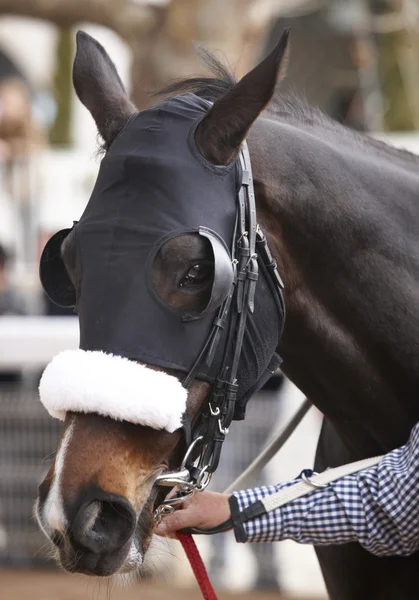 Race horse head with blinkers detail — Stock Photo, Image