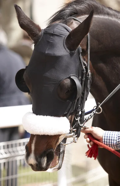 Závod koňské hlavy s blinkry detail — Stock fotografie