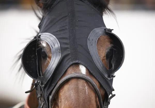 Testa di cavallo da corsa con paraocchi dettaglio — Foto Stock