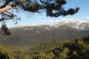 Kar dağ ve çam ormanıyla manzara