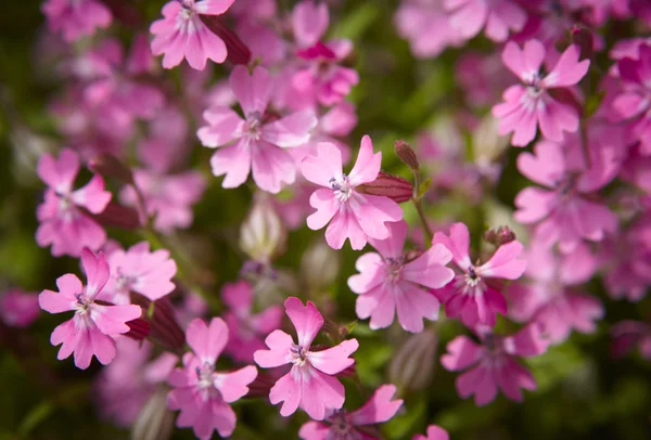 जमिनीत जांभळा फुलं तपशील — स्टॉक फोटो, इमेज