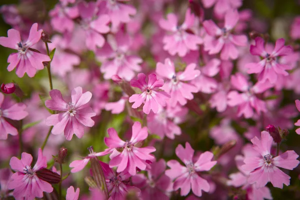 Dettaglio fiori viola nel terreno — Foto Stock