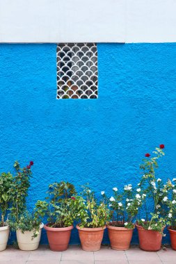 Mavi ve beyaz geleneksel bina cephesi bitkilerle süslenmiş. Kopyalama alanı