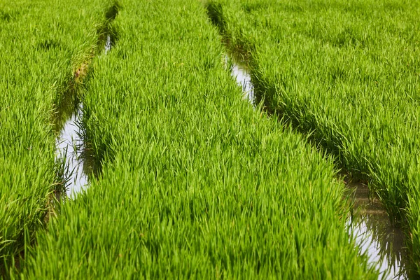 Grüne Reisplantage Sumpf Von Albufera Valencia Spanien — Stockfoto