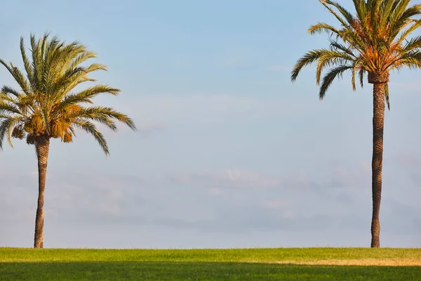 Mavi Gökyüzü Altında Palmiye Ağaçları Yeşil Tarlalar Yaz Zamanı Kimse — Stok fotoğraf