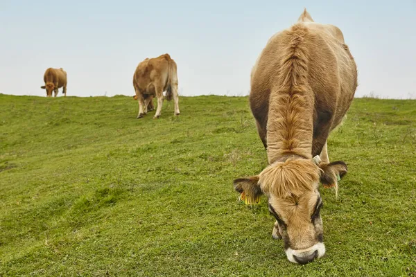 Vacas Pastando Campo Ganadería Asturias España —  Fotos de Stock