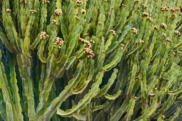 Огромный Кактус Зеленое Растение Природной Флоры Ботанический — стоковое фото