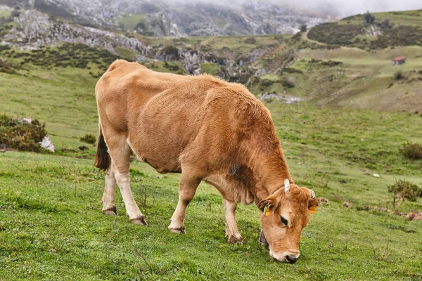 Vacas Pastando Campo Ganadería Asturias España — Foto de Stock