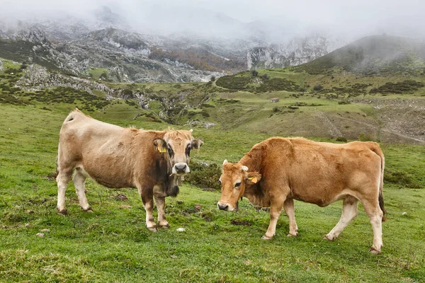 Αγελάδες Βόσκουν Στην Ύπαιθρο Κτηνοτροφία Asturias Ισπανία — Φωτογραφία Αρχείου