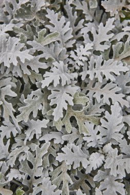 Centaurea Cineraria yeşil yaprakları bitki dokulu arka plan. Doğa Bahçesi
