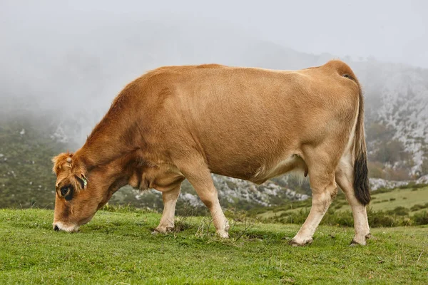 Vacas Pastando Campo Ganadería Asturias España — Foto de Stock