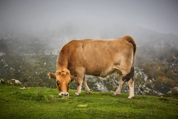 Vaca Pastar Campo Criação Gado Astúrias Espanha — Fotografia de Stock