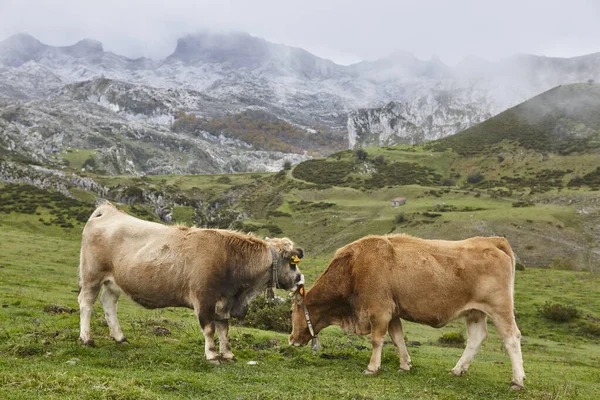 奶牛在乡间吃草 畜牧业 西班牙阿斯图里亚斯 — 图库照片
