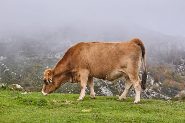 Kırsalda Inek Otlatıyor Çiftlik Hayvanları Yetiştiriciliği Asturias Spanya — Stok fotoğraf