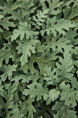 Centaurea Cineraria yeşil yaprakları bitki dokulu arka plan. Doğa Bahçesi