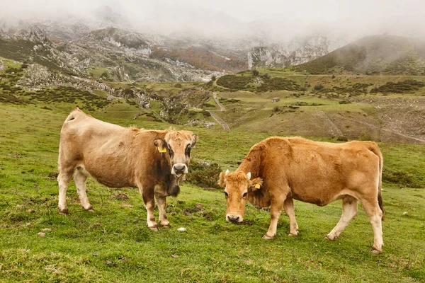 Cows Grazing Countryside Livestock Farming Asturias Spain — Stock Photo, Image