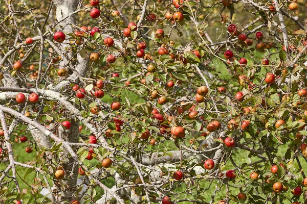 Árvore Maçã Vermelha Nas Astúrias Cidra Dura Agricultura Biológica Espanha — Fotografia de Stock
