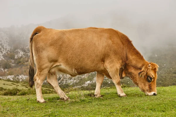 Krowy Pasą Się Wsi Hodowla Zwierząt Asturia Hiszpania — Zdjęcie stockowe