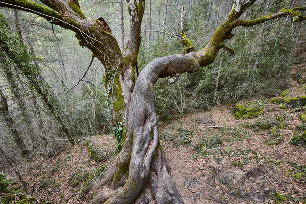 森の中のライムの木の幹 ベテタ スペインのクエンカ — ストック写真