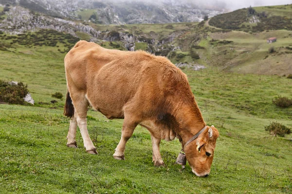 Vacas Pastando Campo Ganadería Asturias España —  Fotos de Stock