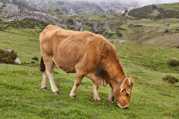 Krowy Pasą Się Wsi Hodowla Zwierząt Asturia Hiszpania — Zdjęcie stockowe