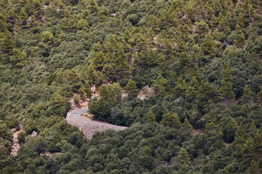 Mallorca adasında ormanla çevrili dolambaçlı bir yol. İspanya