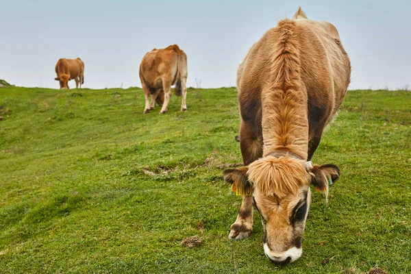 Vacas Pastando Campo Ganadería Asturias España — Foto de Stock