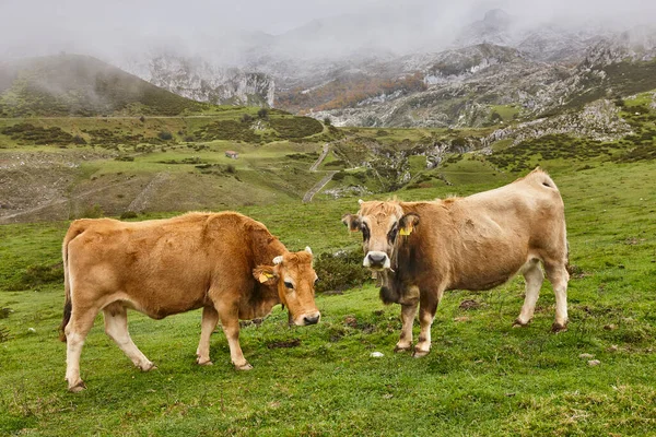 Koeien Grazen Het Platteland Veehouderij Asturië Spanje — Stockfoto