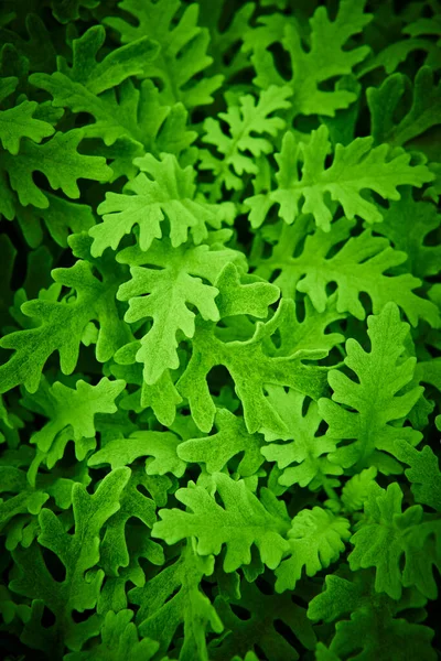 Centaurea Cineraria Зеленые Листья Растения Текстурированный Фон Сад Природы — стоковое фото