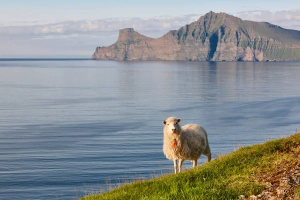 Faroe Adalarıkayalıklarında Koyun Yeşil Manzaralı Manzara Kıyı Şeridi — Stok fotoğraf