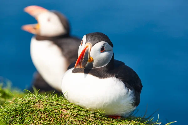 Puffiny Mykinských Útesech Atlantickém Oceánu Faerské Ostrovy Ptačí Život — Stock fotografie